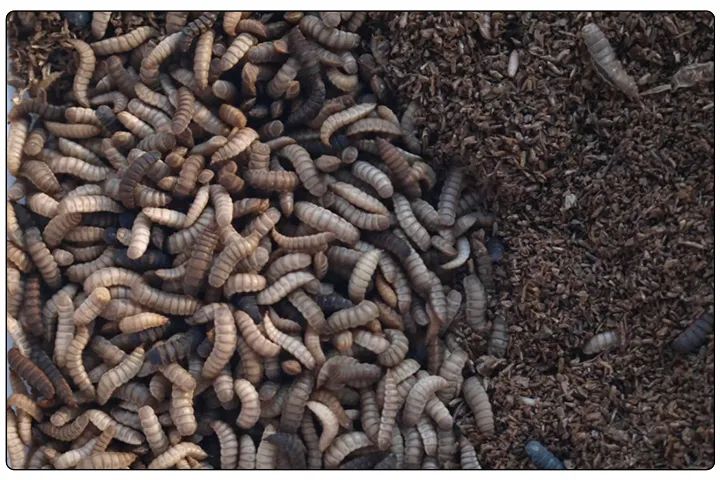 潔匠凈化·的凈工業(yè)除臭劑_黑水虻養(yǎng)殖實(shí)地設(shè)計(jì)除臭方案，工業(yè)除臭劑解決惡臭難題！