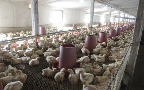 潔匠凈化·的凈工業(yè)除臭劑_養(yǎng)殖場臭氣來源有哪些？