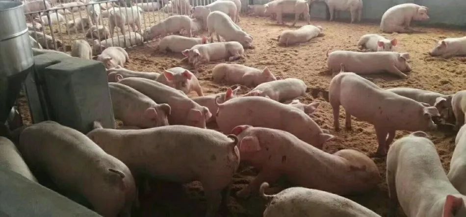 潔匠凈化·的凈工業(yè)除臭劑_養(yǎng)殖場氨氣的危害有哪些？