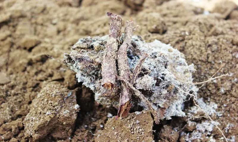 潔匠凈化·的凈工業(yè)除臭劑_“農藥污染土壤” 潔匠凈化農藥除臭劑根源除臭顯優(yōu)勢