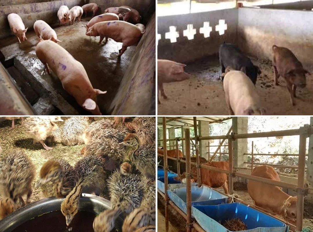 潔匠凈化·的凈工業(yè)除臭劑_夏天高溫，從今年3月底開始，陸續(xù)有養(yǎng)豬場、養(yǎng)雞場、牛圈、羊圈等負(fù)責(zé)人反映異味太大，畜禽胃口變差，而且讓工人難受，急需除臭劑處理。幾個(gè)月過去了，根據(jù)客戶們的使用反饋，小匠整理文章，希望我們的產(chǎn)品和方案能幫助到更多企業(yè)！