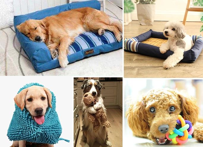 寵物氣味彌漫整個(gè)屋子，潔匠凈化教您如何除味